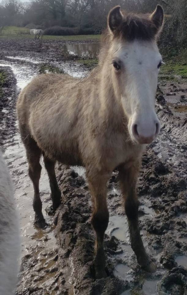 Colt New Forest For sale 2025 Buckskin