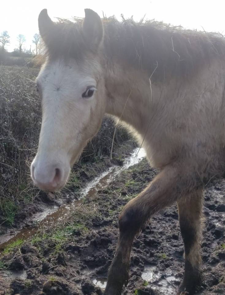 Colt New Forest For sale 2025 Buckskin