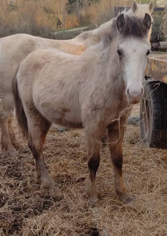 Colt New Forest For sale 2025 Buckskin