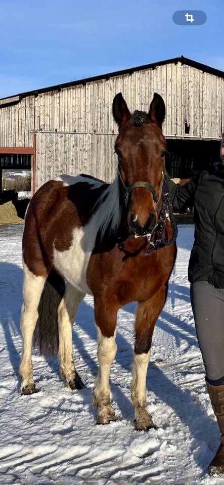 Mare French Saddle Pony For sale 2022 Coloured