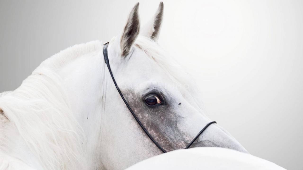 Equestrian property  Gard