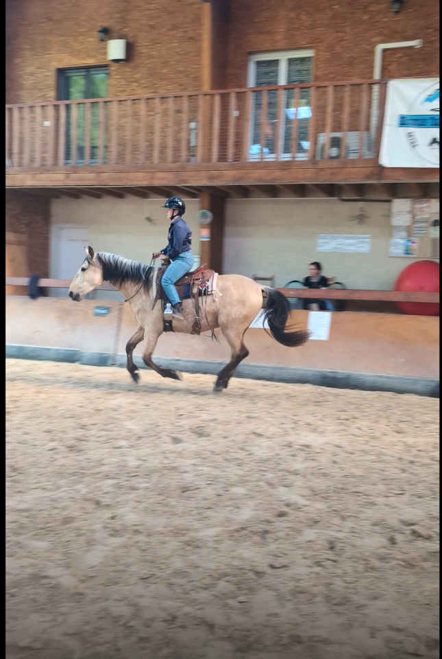 Gelding PRE Pure Spanish Bred For sale 2022 Buckskin