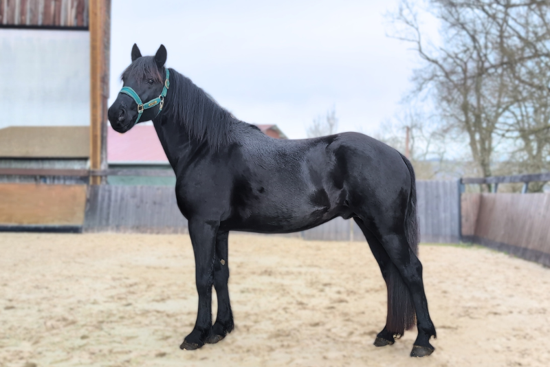 Entire M&eacute;rens For sale 2022 Black