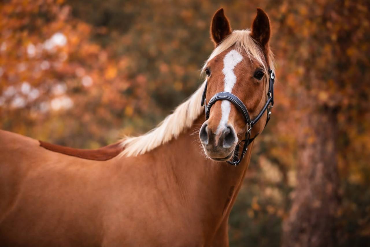 Mare Selle Fran&ccedil;ais For sale 2020 Chesnut