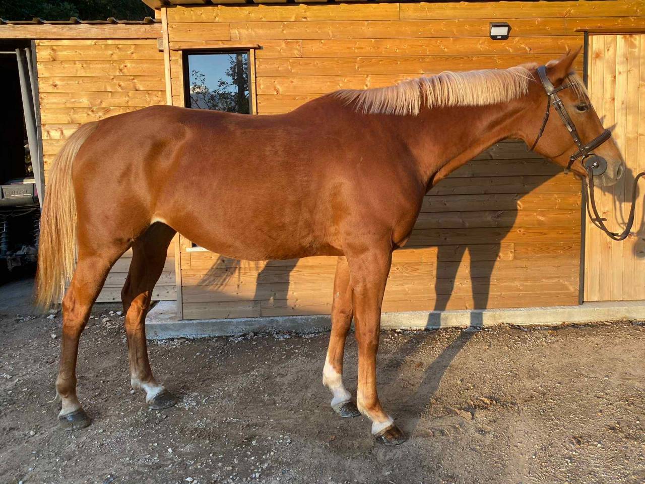 Mare Selle Fran&ccedil;ais For sale 2020 Chesnut