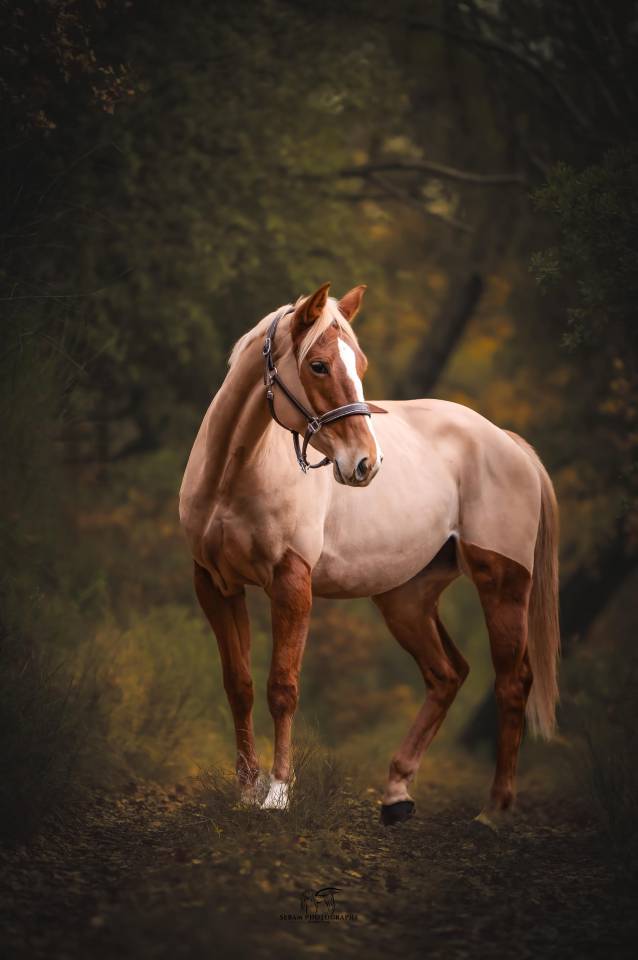 Mare Selle Fran&ccedil;ais For sale 2020 Chesnut