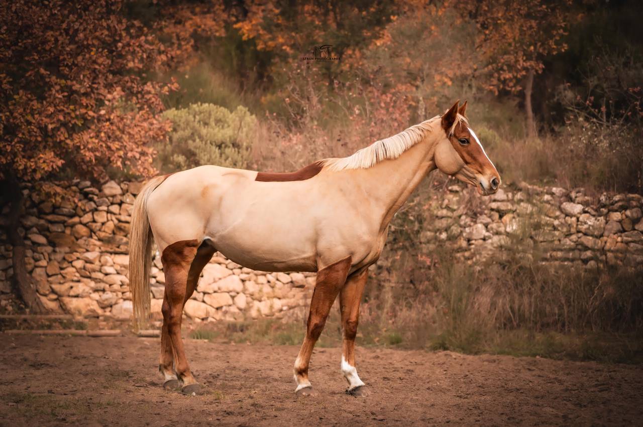 Mare Selle Fran&ccedil;ais For sale 2020 Chesnut