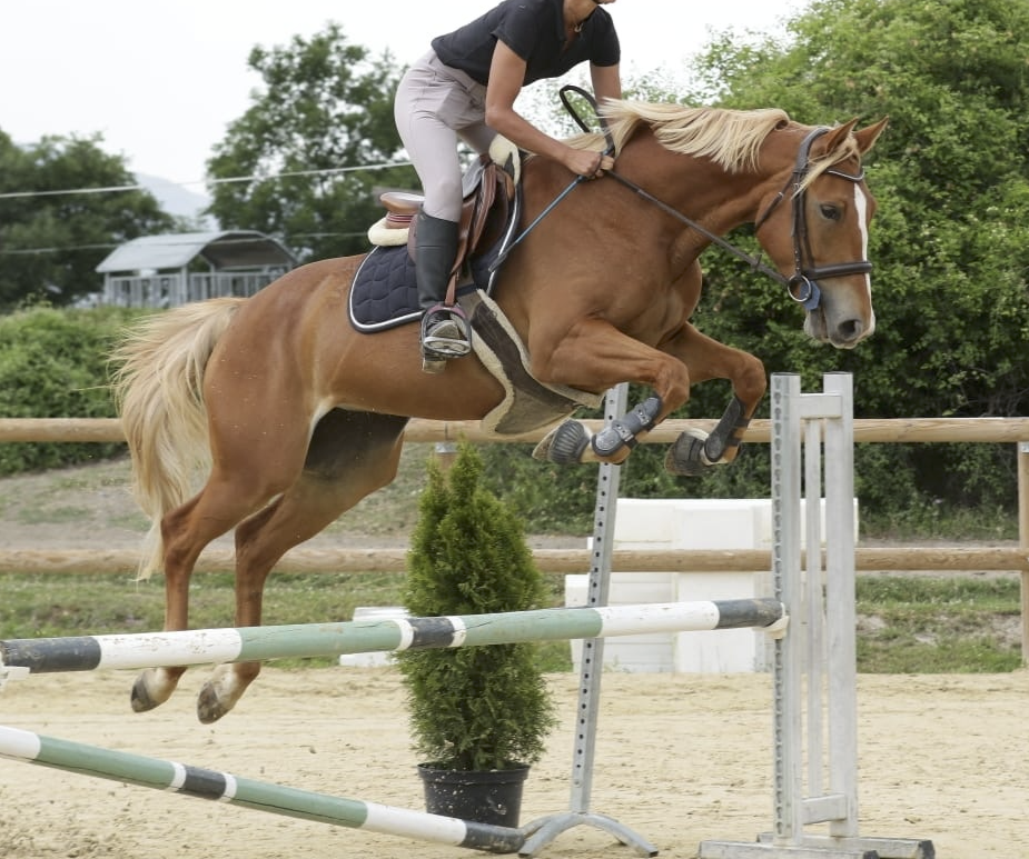 Mare Selle Fran&ccedil;ais For sale 2020 Chesnut