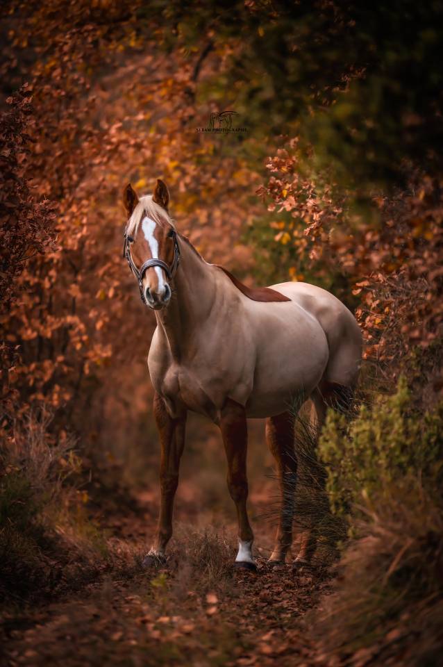 Mare Selle Fran&ccedil;ais For sale 2020 Chesnut