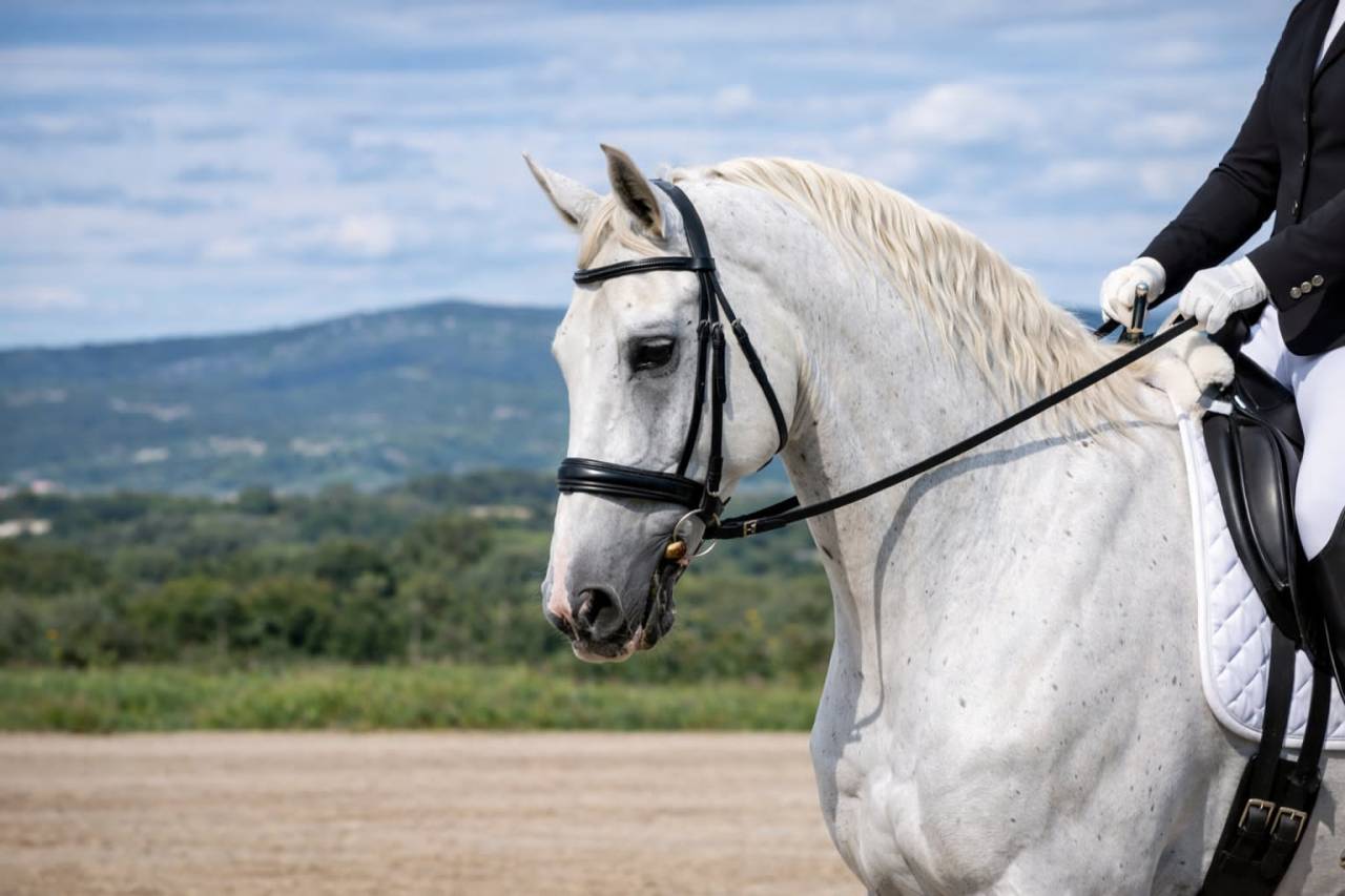 Gelding Lipizzan, Lipizzaner For sale 2014 White