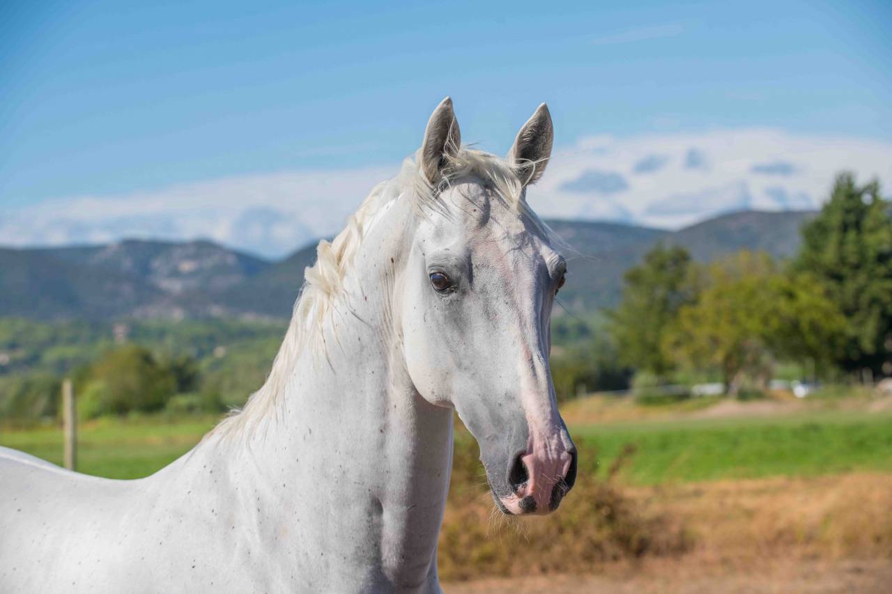 Gelding Lipizzan, Lipizzaner For sale 2014 White