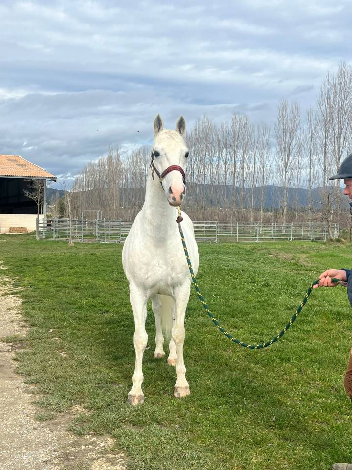 Gelding Lipizzan, Lipizzaner For sale 2014 White