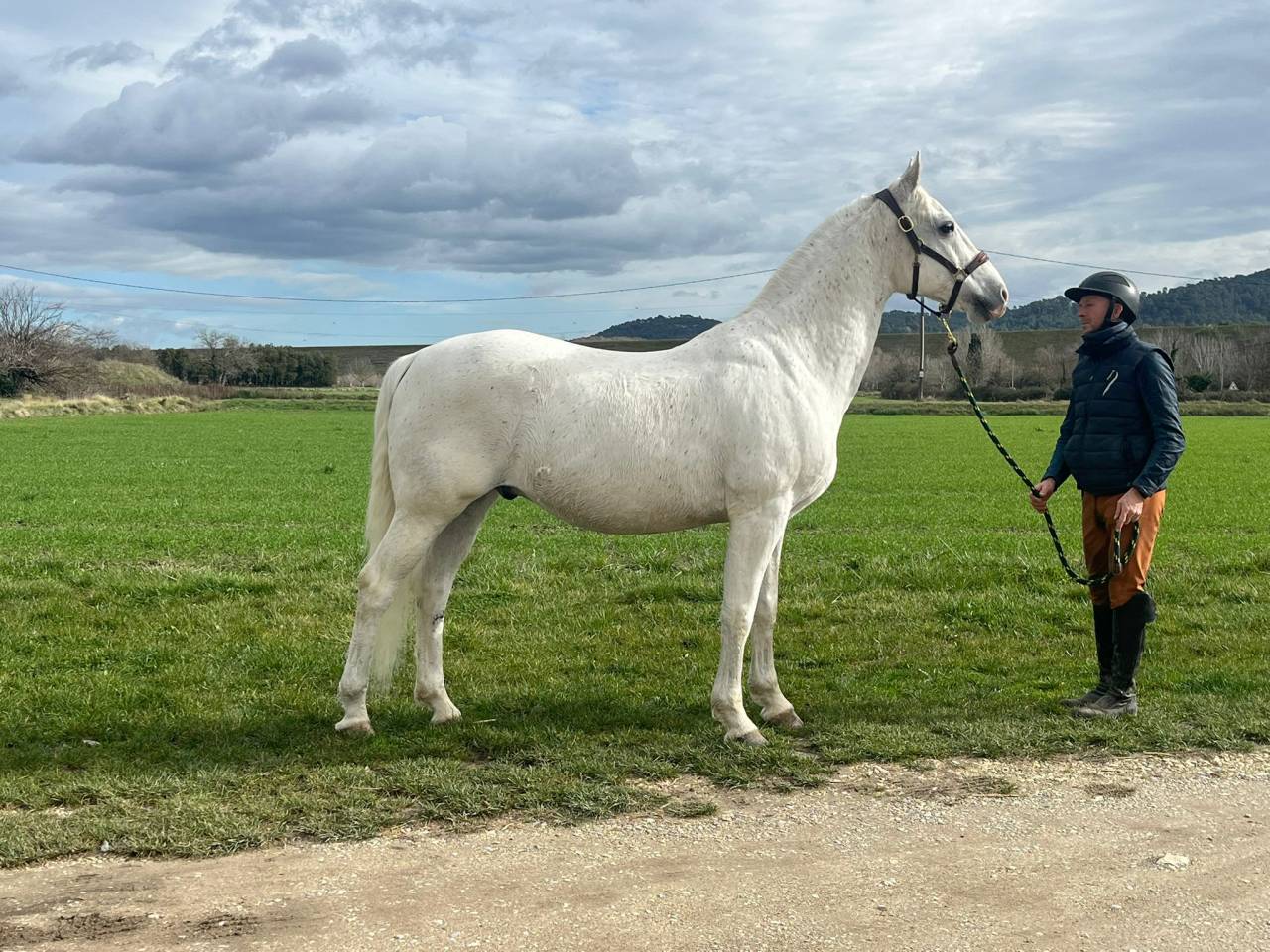 Gelding Lipizzan, Lipizzaner For sale 2014 White