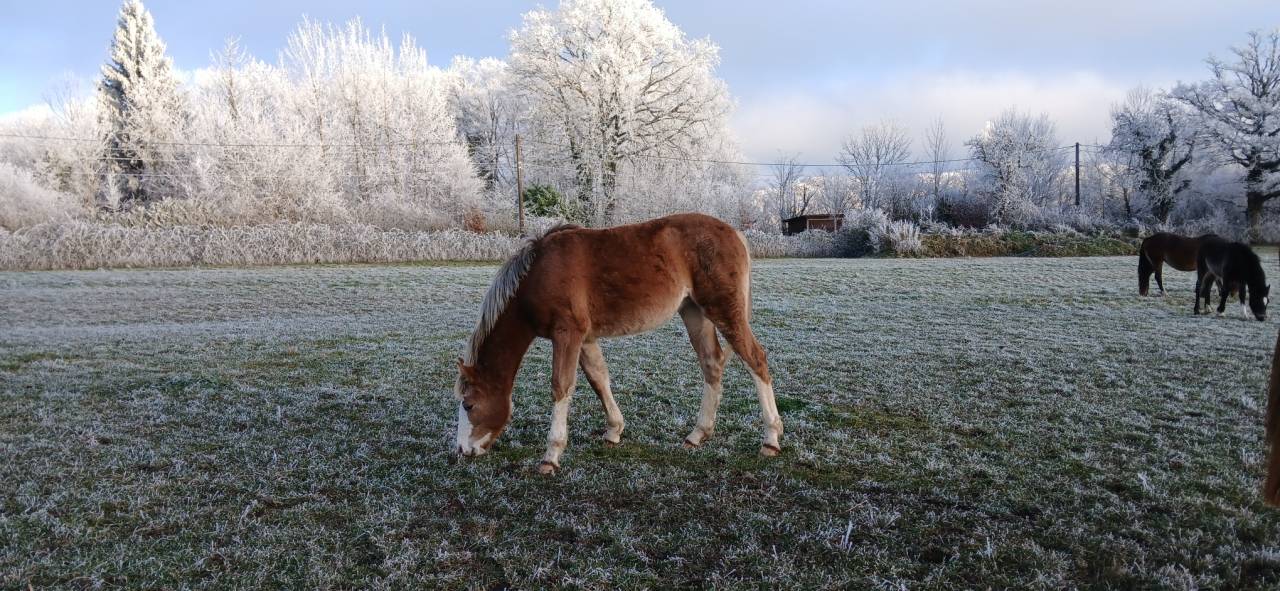 Filly French Saddle Pony For sale 2025 Chesnut