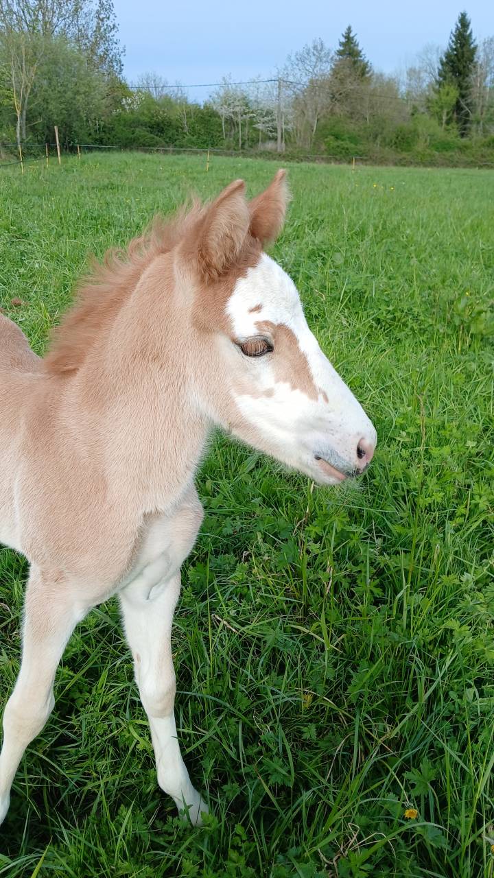 Filly French Saddle Pony For sale 2025 Chesnut