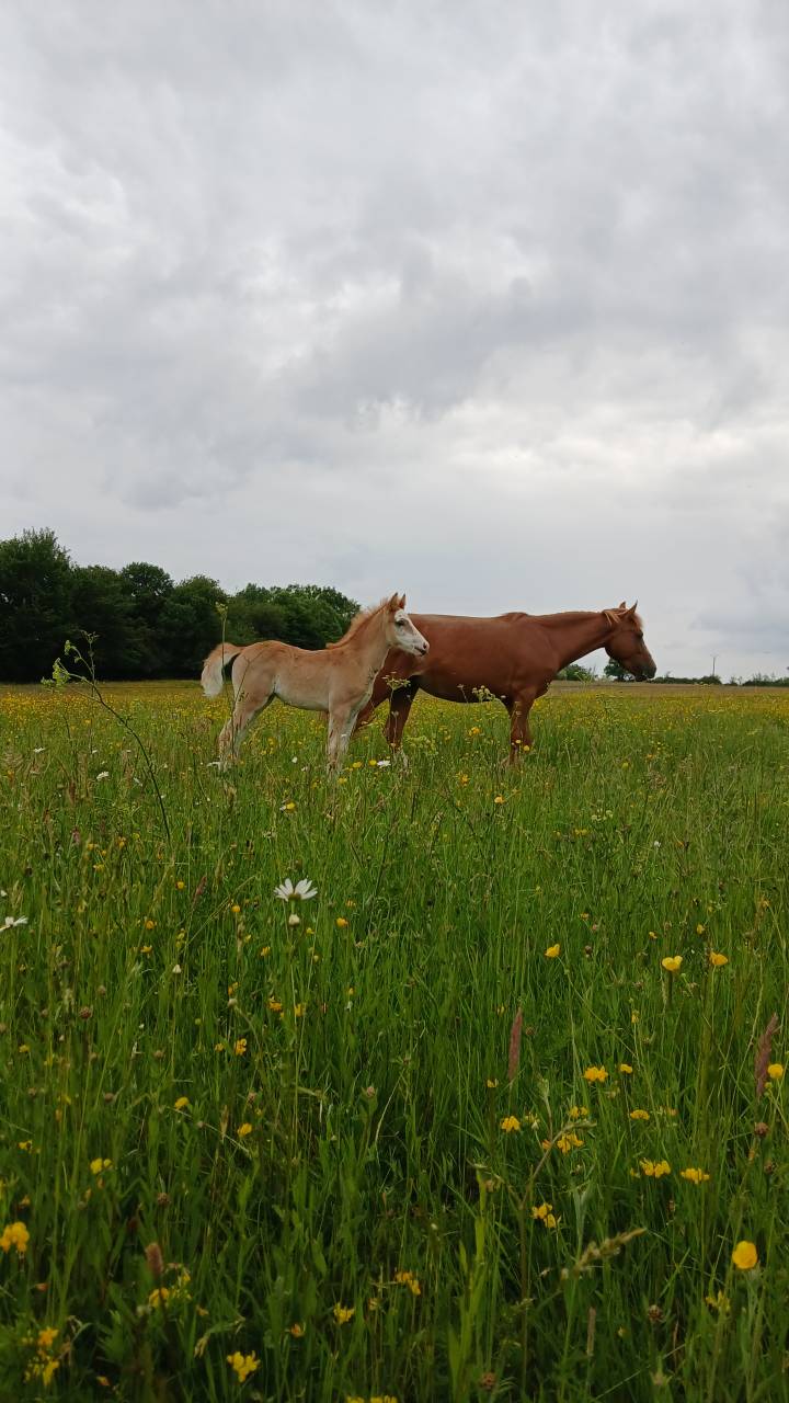 Filly French Saddle Pony For sale 2025 Chesnut