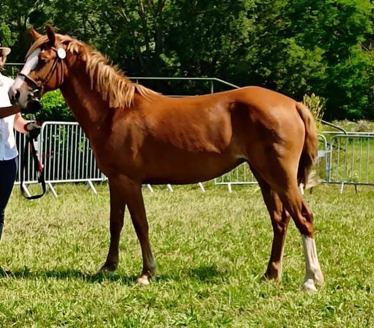 Filly French Saddle Pony For sale 2025 Chesnut