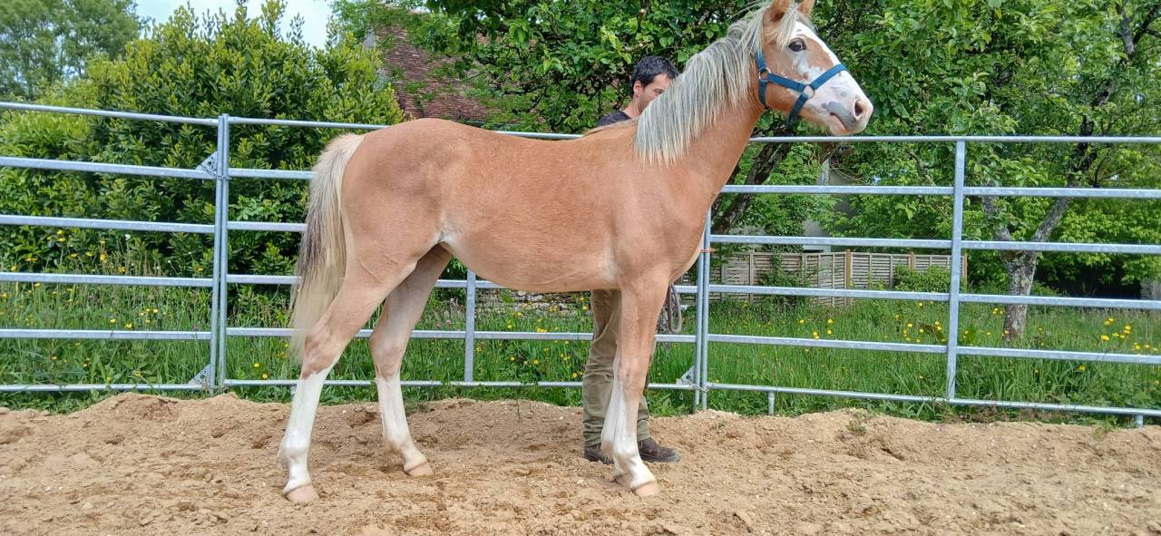Filly French Saddle Pony For sale 2025 Chesnut