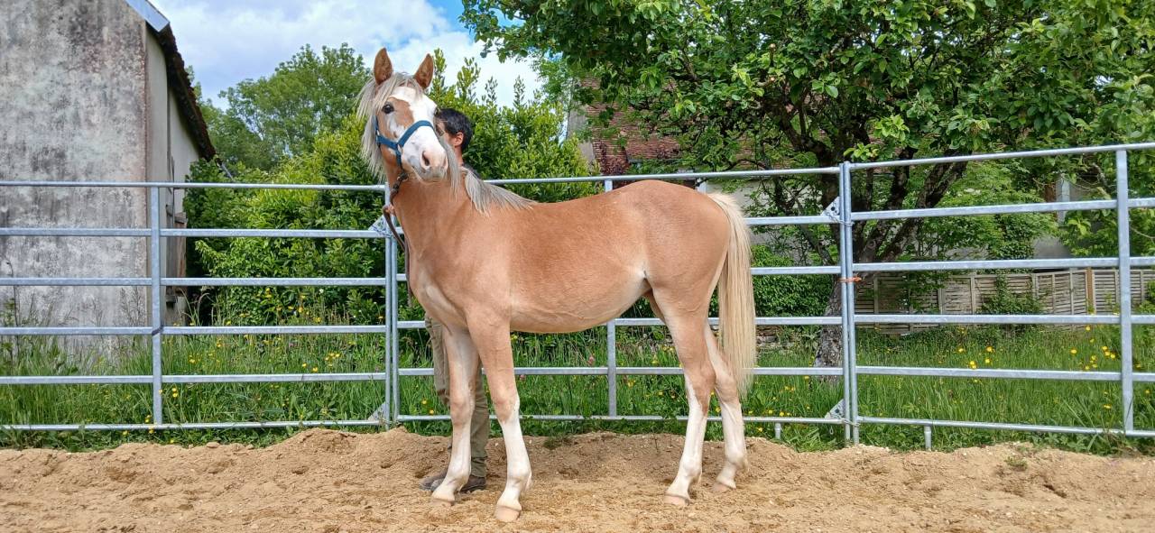 Filly French Saddle Pony For sale 2025 Chesnut
