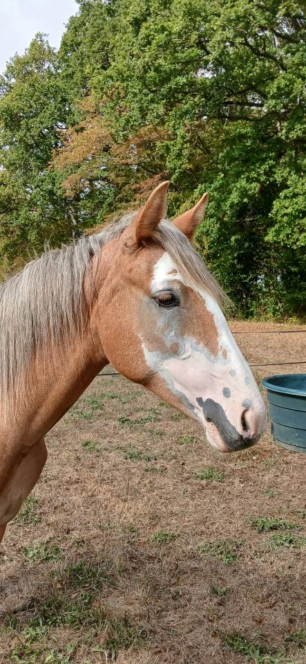 Filly French Saddle Pony For sale 2025 Chesnut