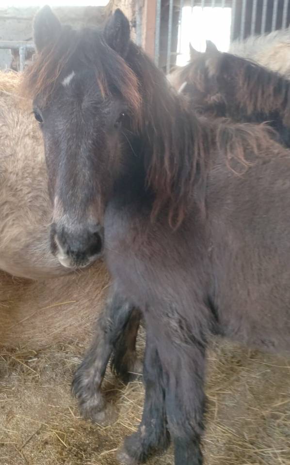 Filly French Saddle Pony For sale 2025 Grey