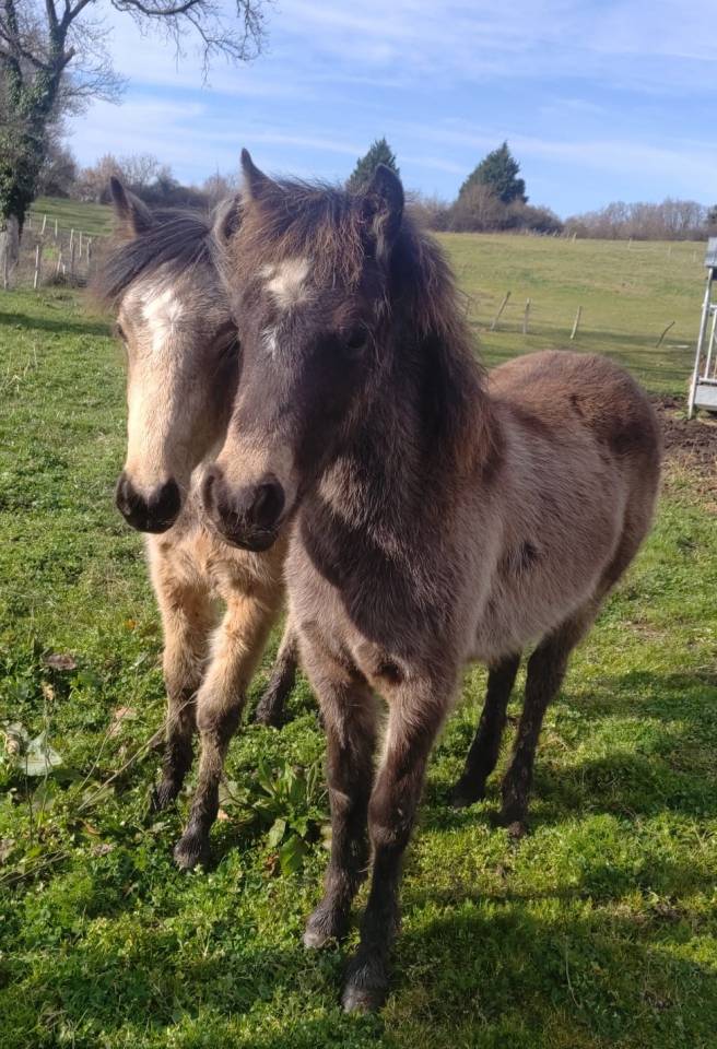 Colt New Forest For sale 2025 Buckskin