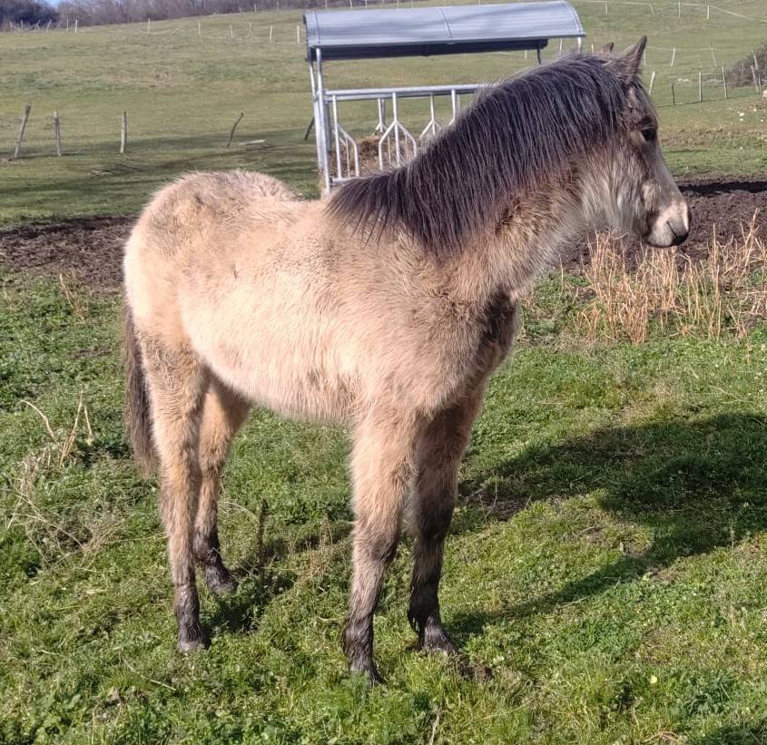 Filly New Forest For sale 2025 Buckskin