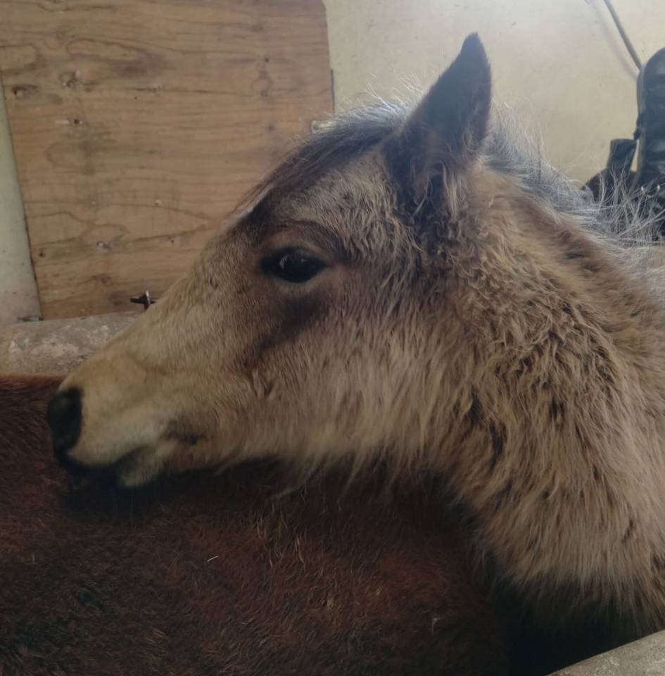 Filly New Forest For sale 2025 Buckskin