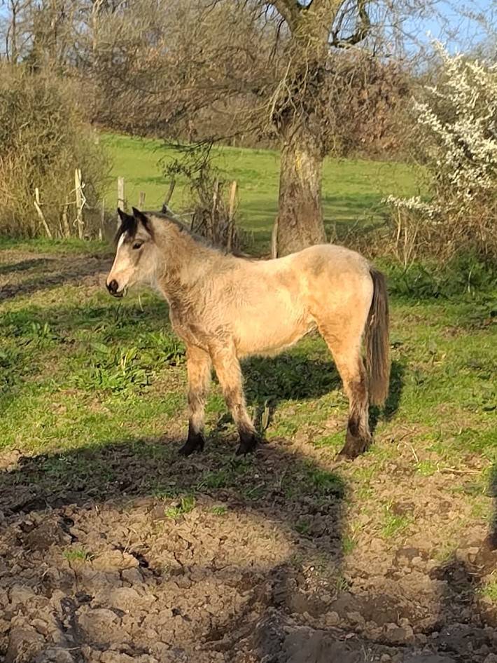 Filly New Forest For sale 2025 Buckskin