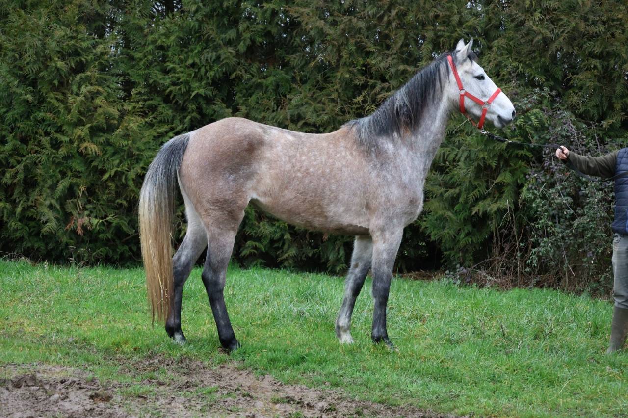 Mare Zangersheide For sale 2022 Grey
