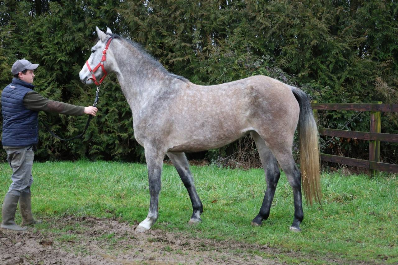Mare Zangersheide For sale 2022 Grey