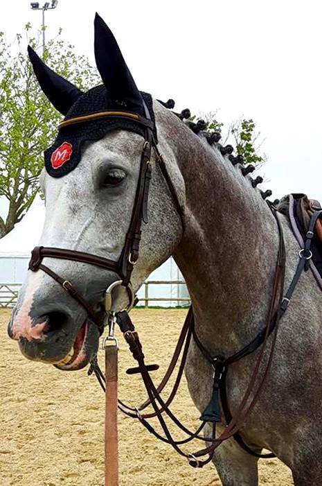 Broodmare KWPN Dutch Warmblood For sale 2010 Grey