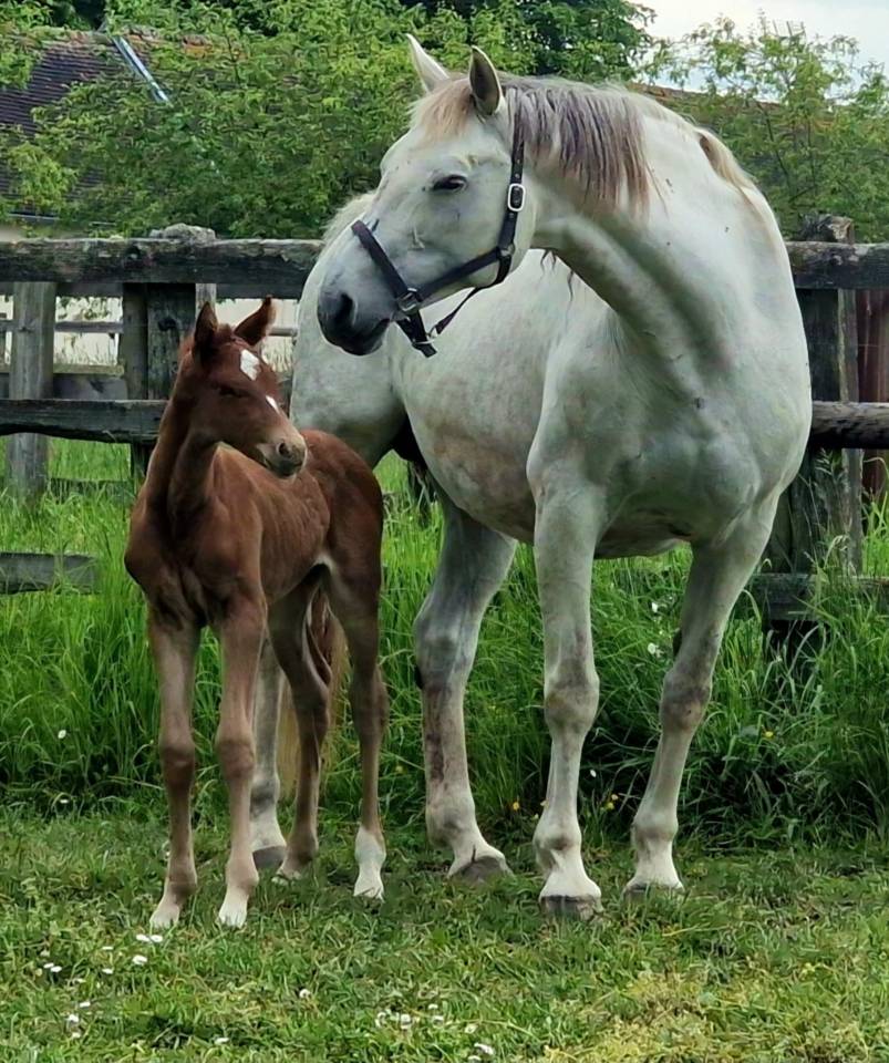 Broodmare KWPN Dutch Warmblood For sale 2010 Grey
