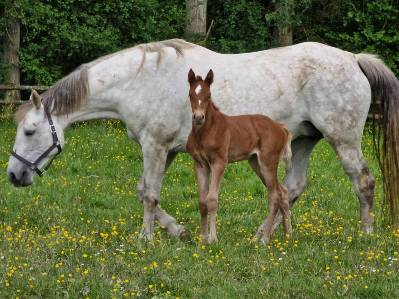 Broodmare KWPN Dutch Warmblood For sale 2010 Grey