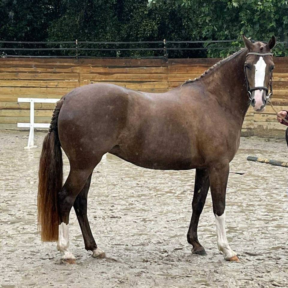 Mare French Saddle Pony For sale 2020 Liver chestnut