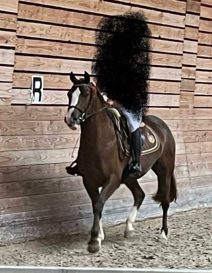 Mare French Saddle Pony For sale 2020 Liver chestnut