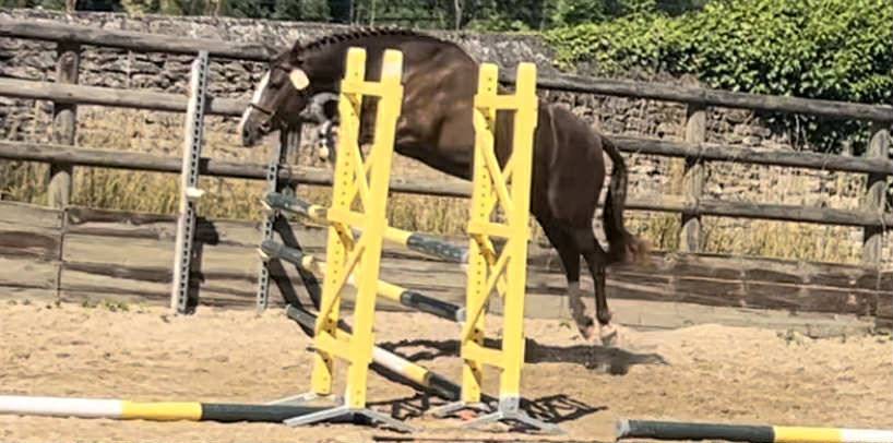 Mare French Saddle Pony For sale 2020 Liver chestnut