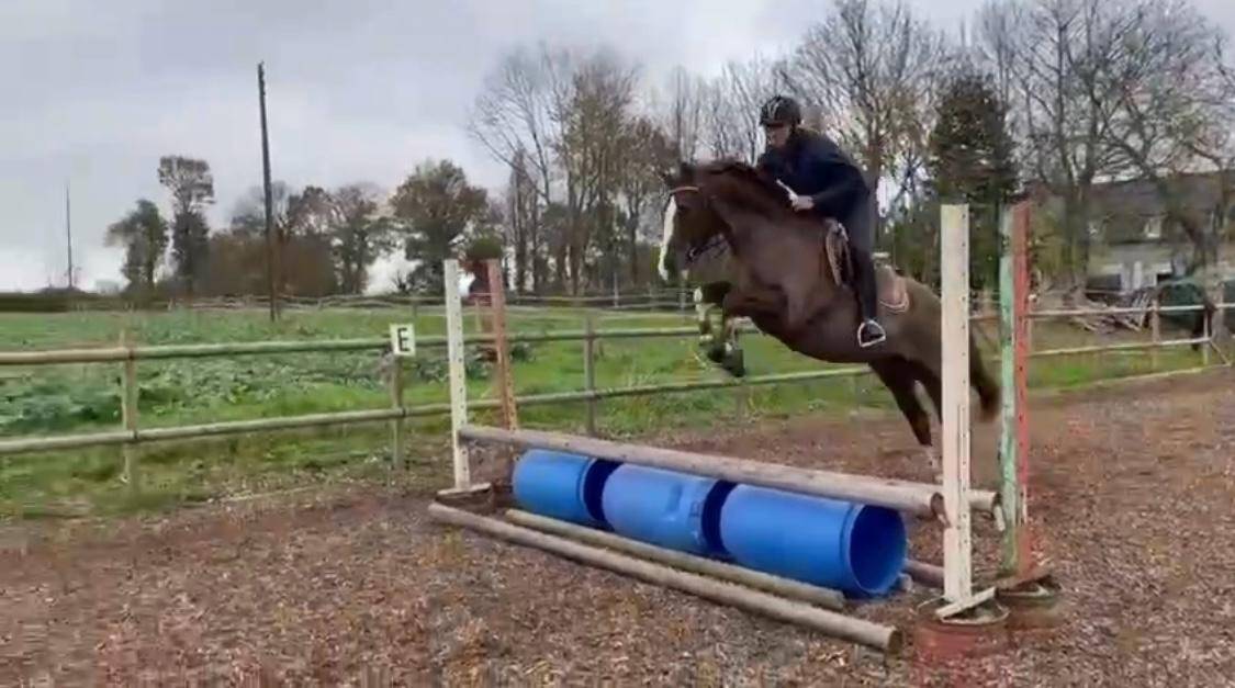 Mare French Saddle Pony For sale 2020 Liver chestnut