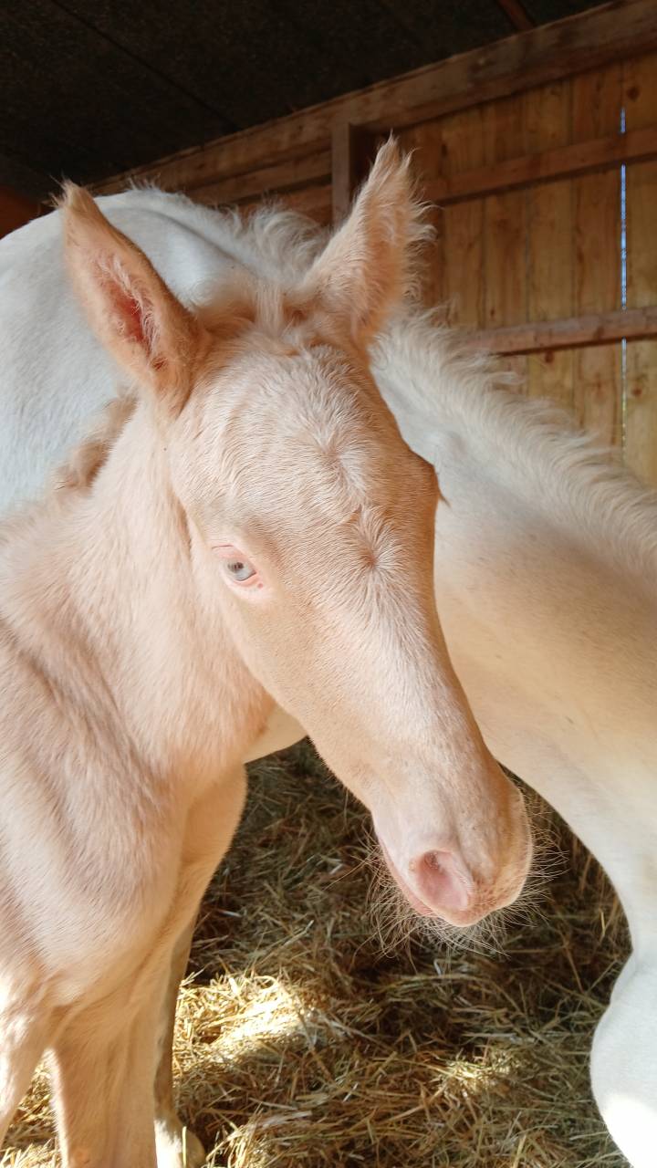 Colt Connemara For sale 2025 Cream