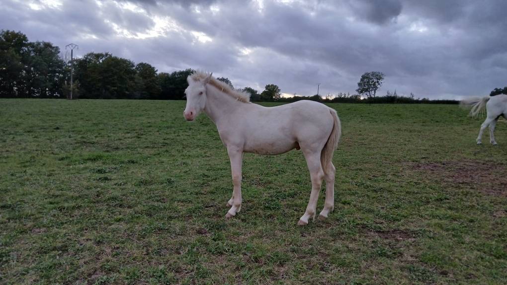 Colt Connemara For sale 2025 Cream