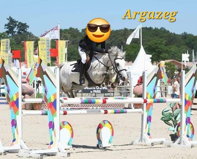 Colt Connemara For sale 2025 Cream