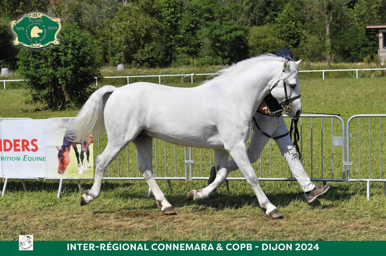 Colt Connemara For sale 2025 Cream