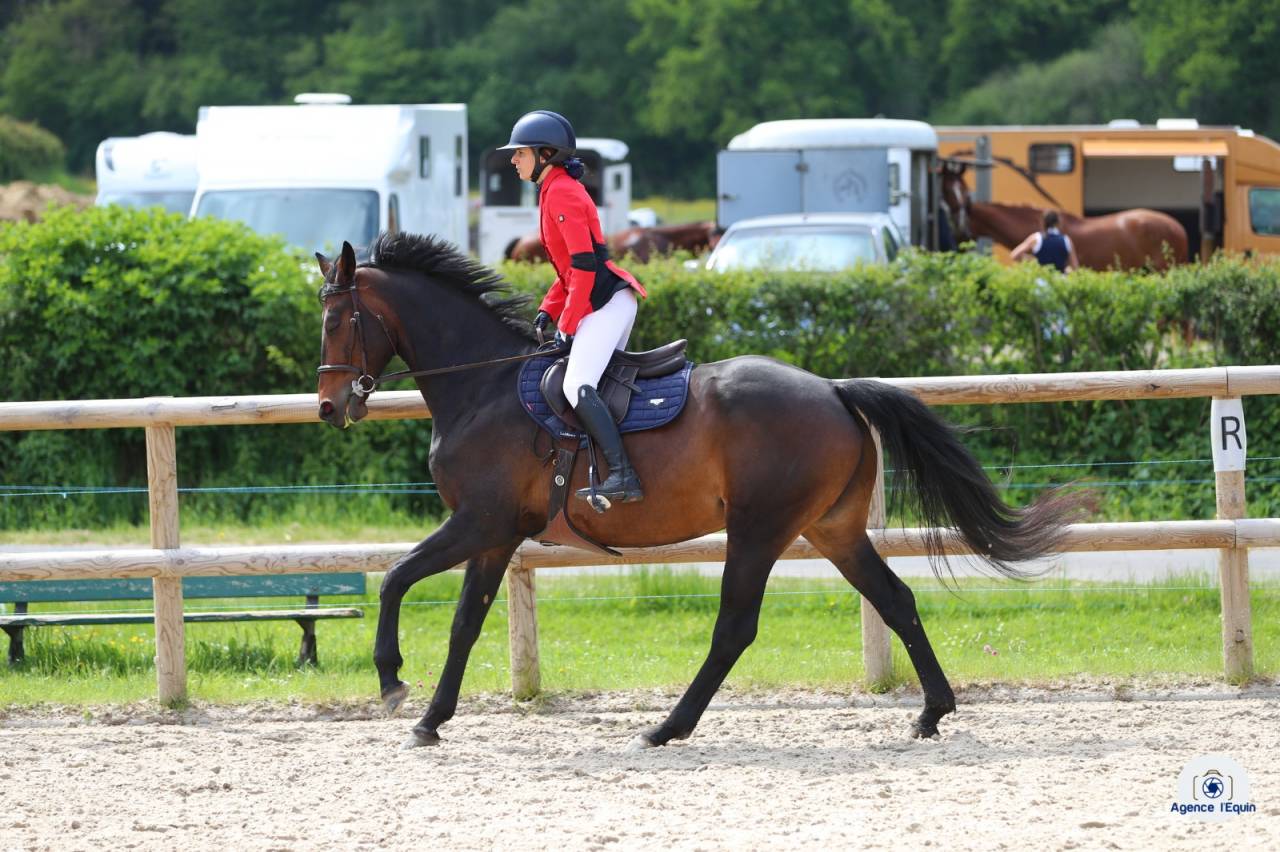 Mare Zangersheide For sale 2018 Dark Bay