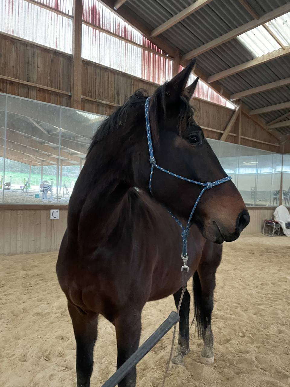 Mare Zangersheide For sale 2018 Dark Bay