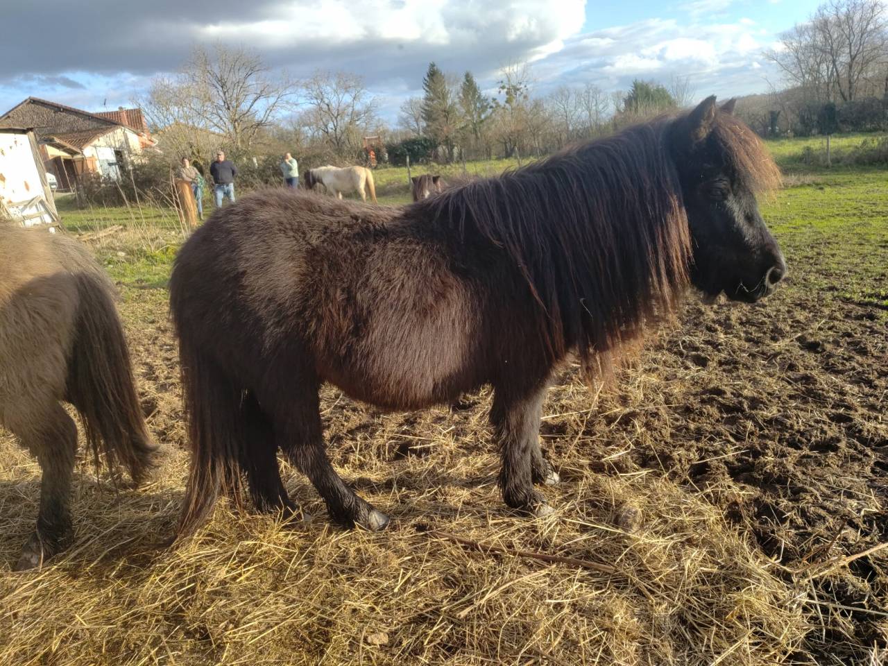 Entire Origin Recorded For sale 2023 Black