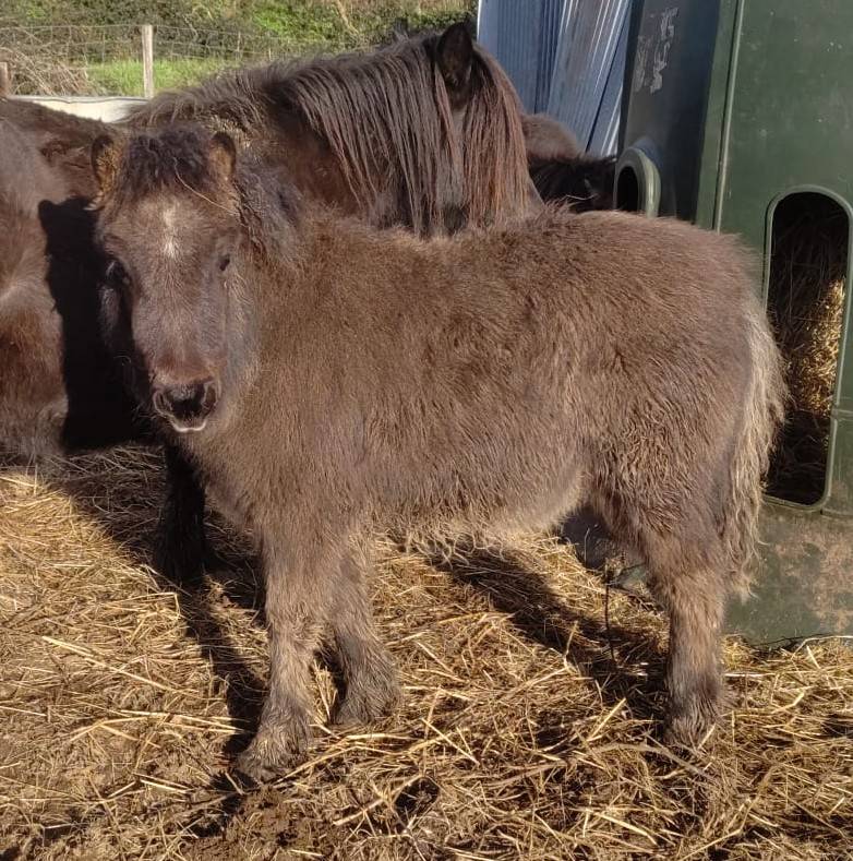 Filly Origin Recorded For sale 2025 Black