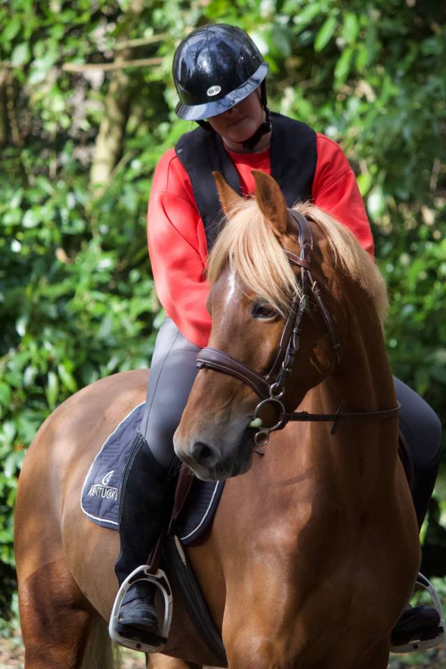 Mare French Saddle Pony For sale 2018 Chesnut