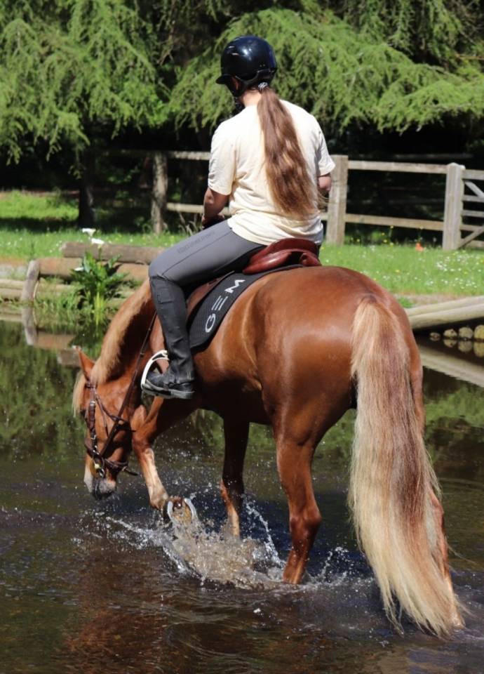 Mare French Saddle Pony For sale 2018 Chesnut