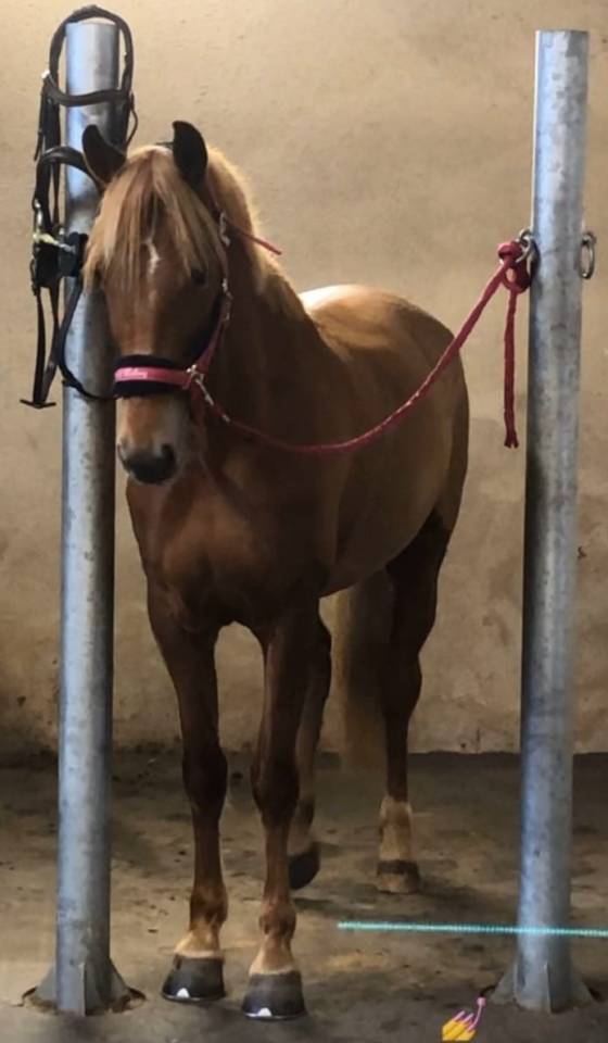 Mare French Saddle Pony For sale 2018 Chesnut