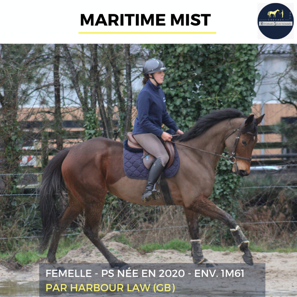 Mare Thoroughbred For sale 2020 Bay